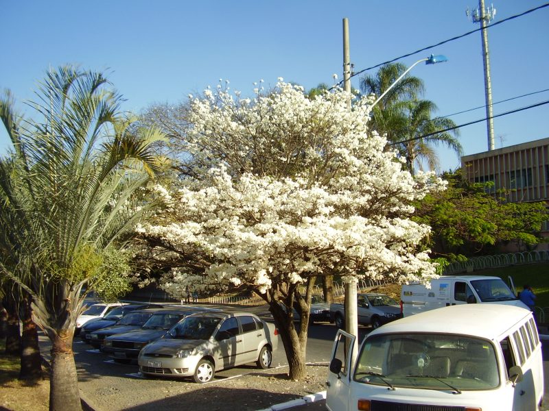 Imagens da Consultoria Ambiental