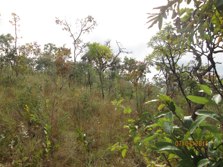 Inventário Florestal Nacional: a Vez do Cerrado