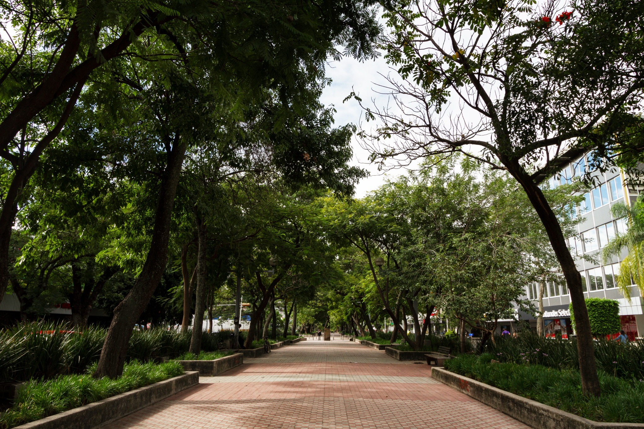 Arborização Urbana