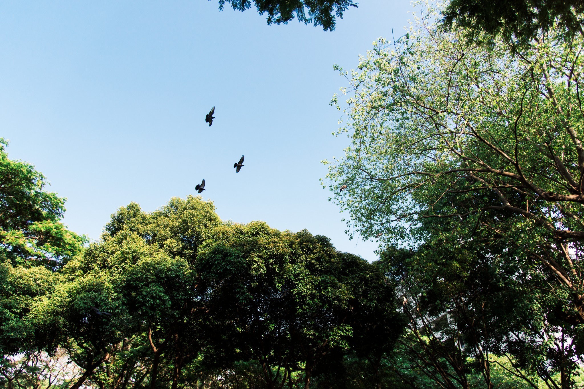 Arborização Urbana