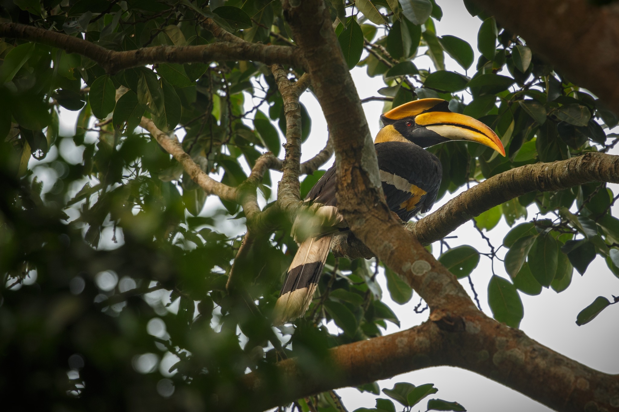 estudos biológicos de fauna BH